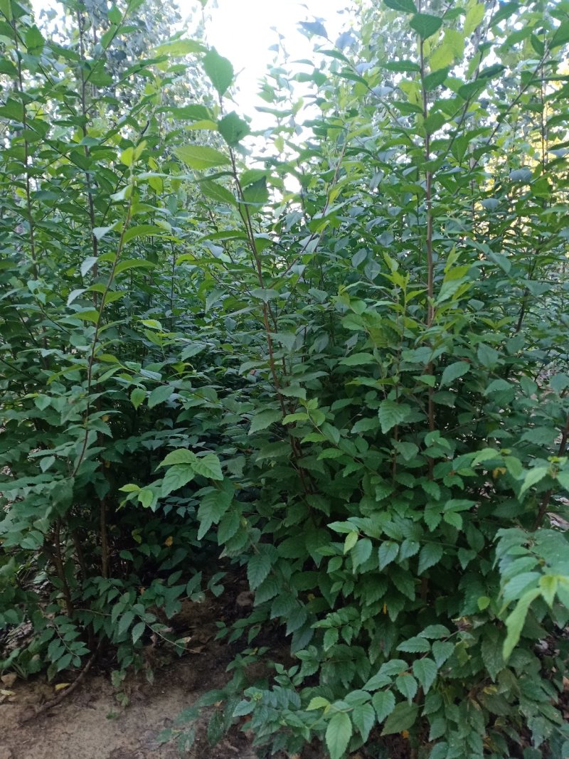 榆树苗，鲁西北兴苗木基地，当年小叶榆树苗量大