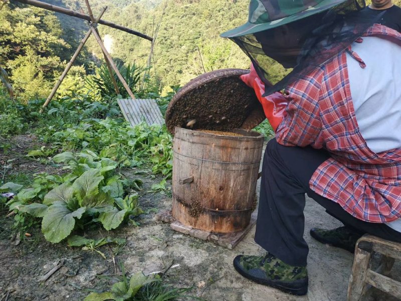 重庆城口高山药材花蜂蜜，假一赔十，欢迎品尝。