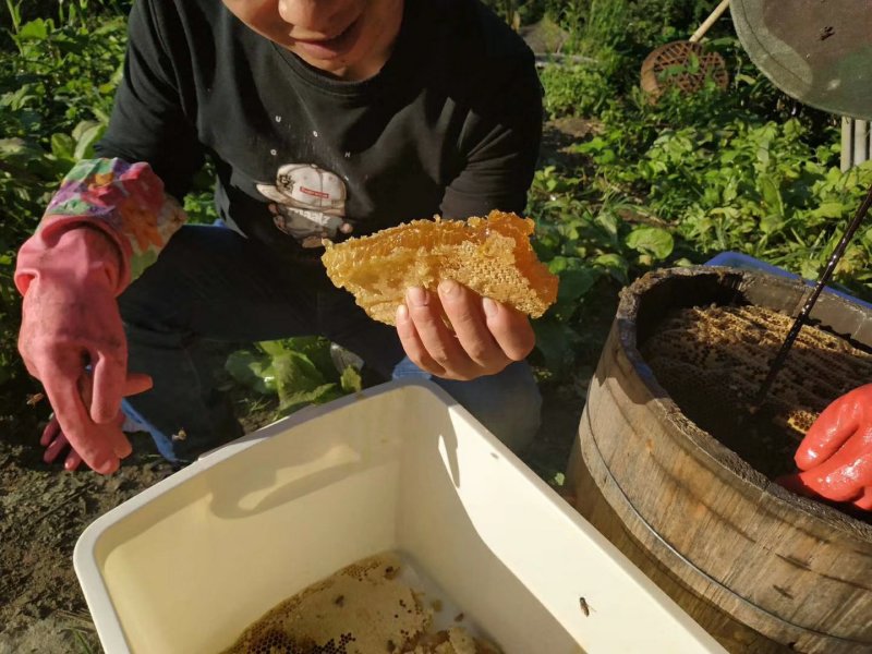 重庆城口高山药材花蜂蜜，假一赔十，欢迎品尝。