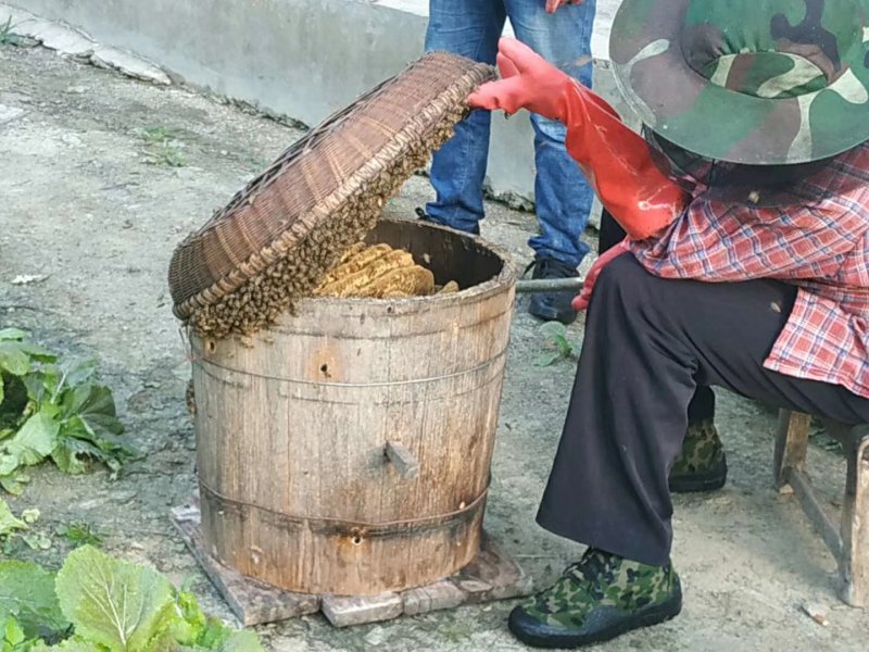 重庆城口高山药材花蜂蜜，假一赔十，欢迎品尝。