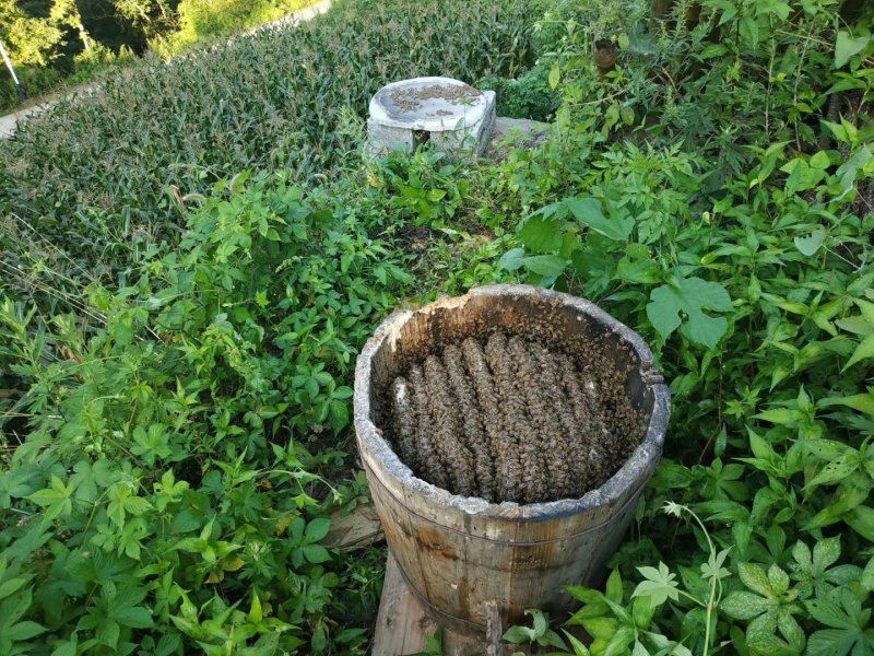 重庆城口高山药材花蜂蜜，假一赔十，欢迎品尝。