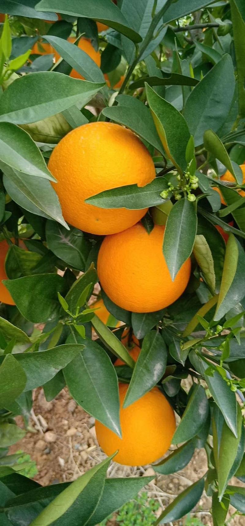 【荐】纽荷尔脐橙，果园采摘直发，果面干净，个大口感甜