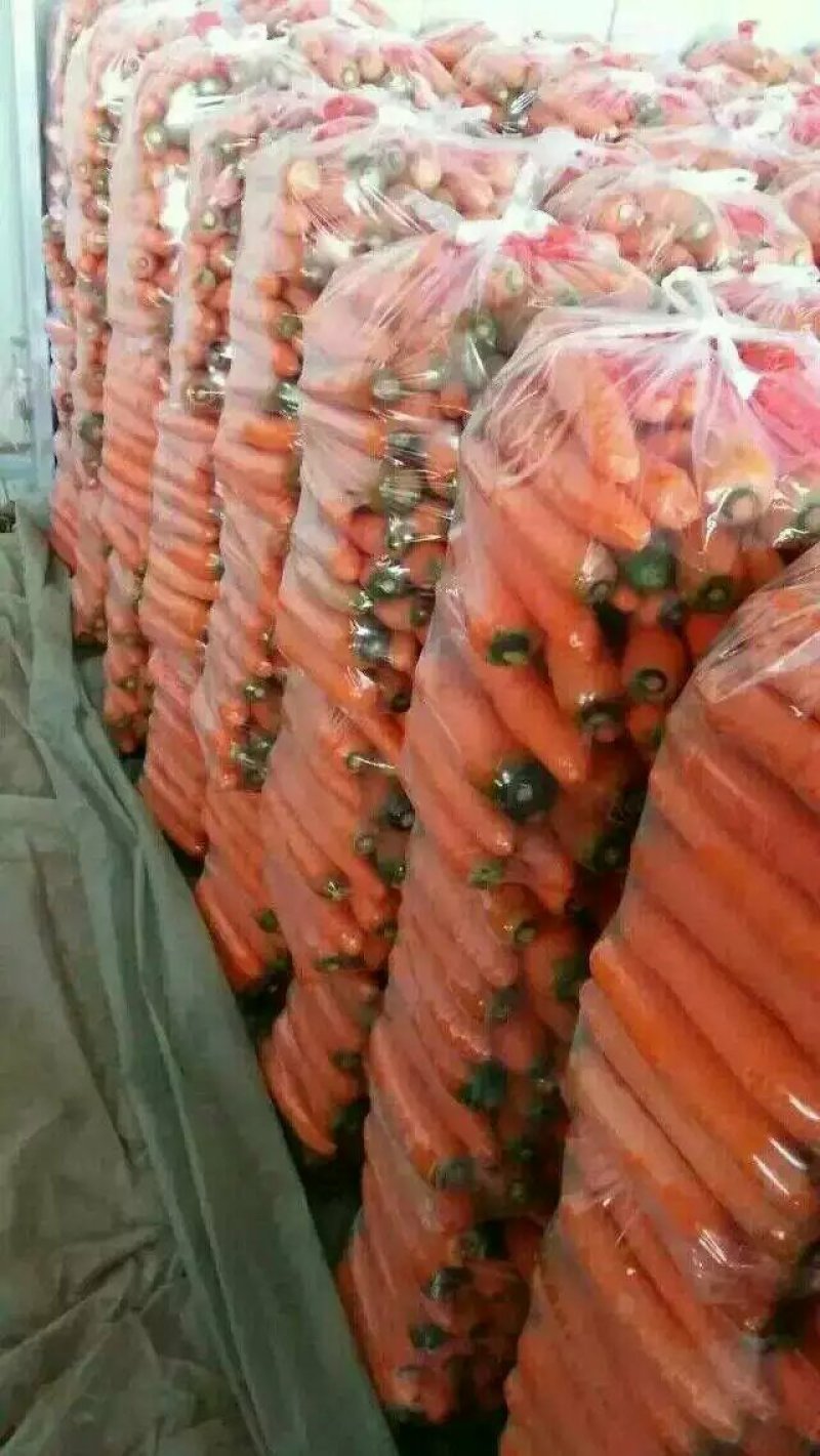 优质胡萝卜大量上市欢迎前来采