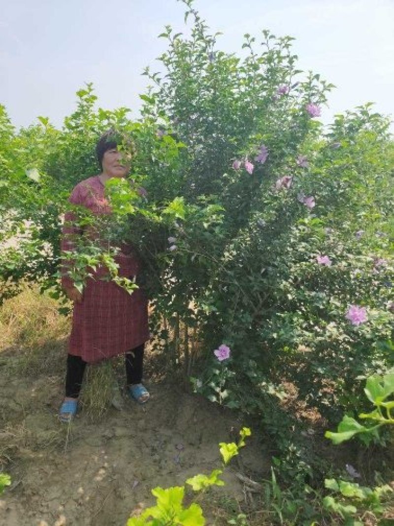 木槿