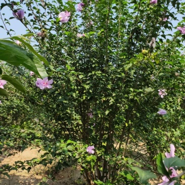 木槿