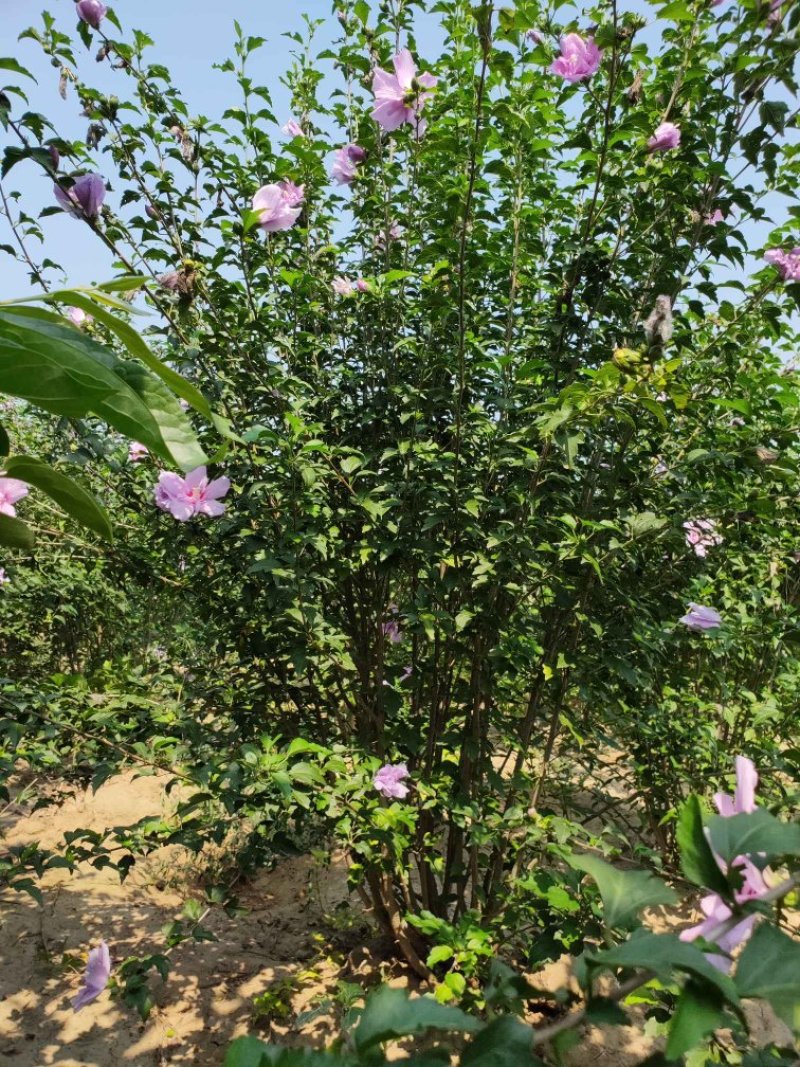 木槿