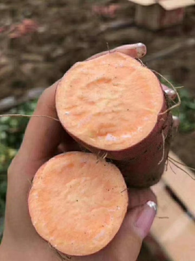 沙地蜜薯