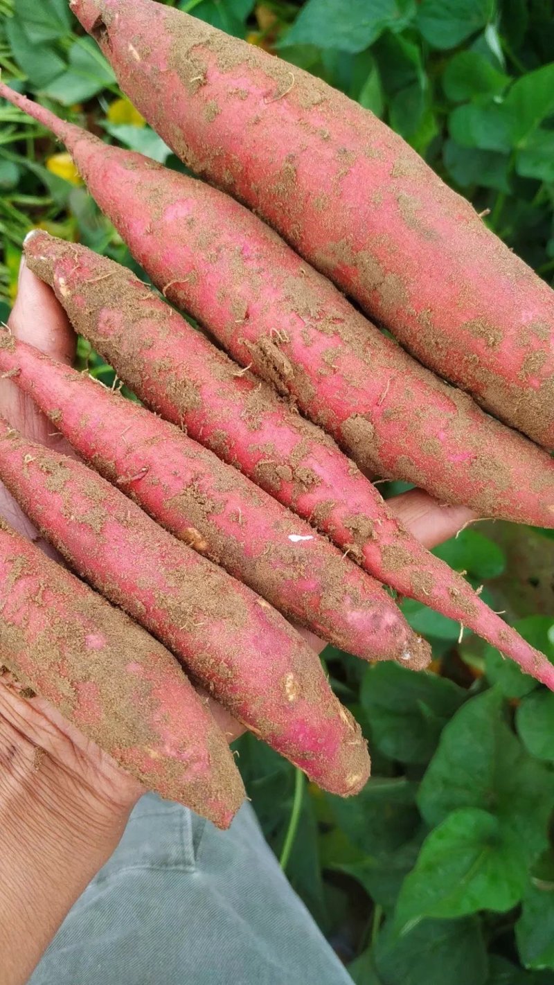沙地蜜薯