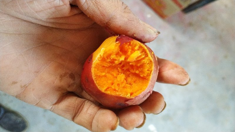 沙地蜜薯