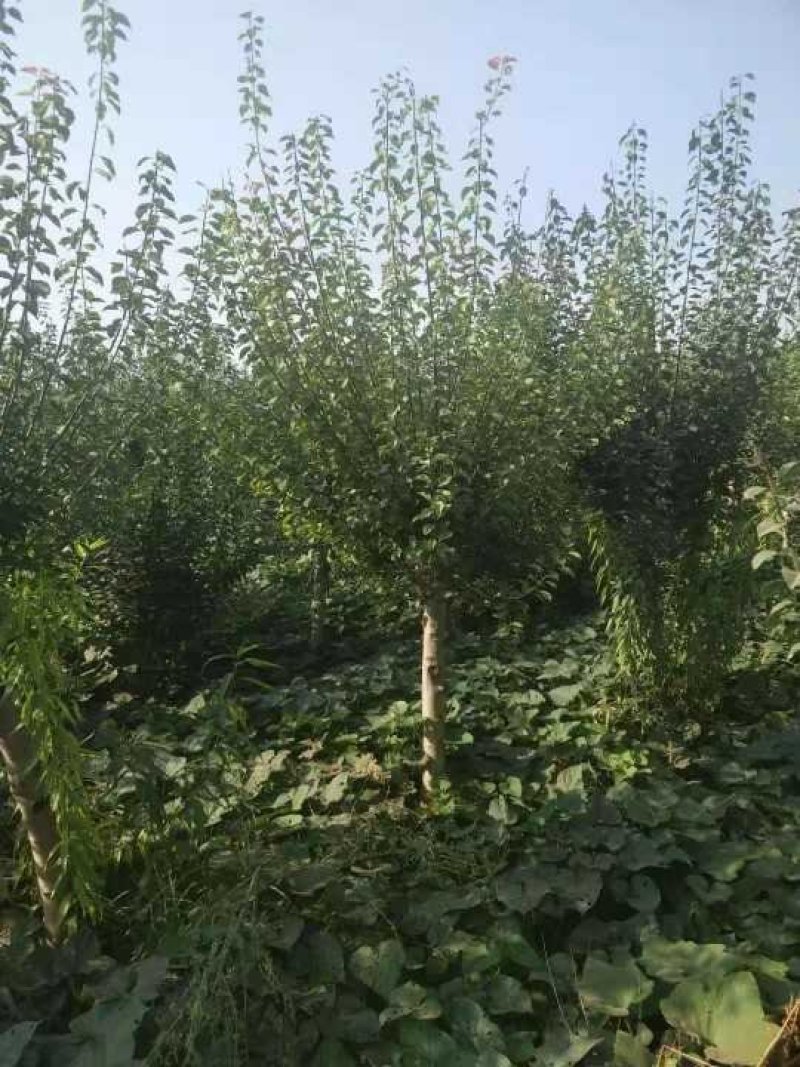 红梅8一15公分