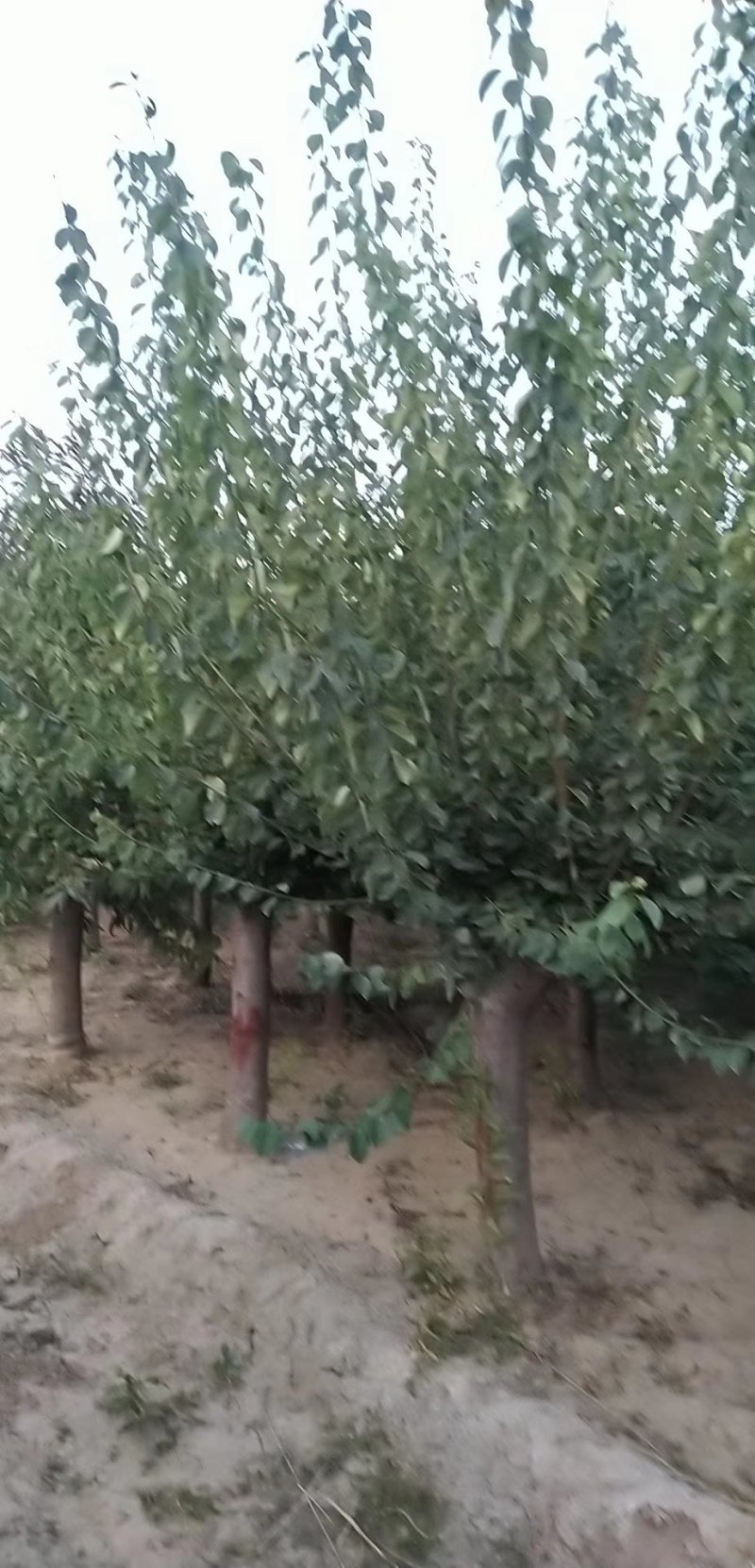 红梅8一15公分