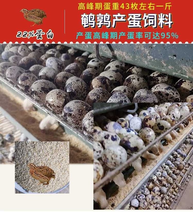 鹌鹑饲料产蛋料