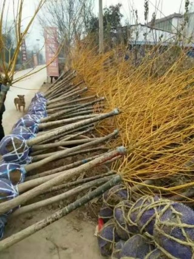 黄金槐