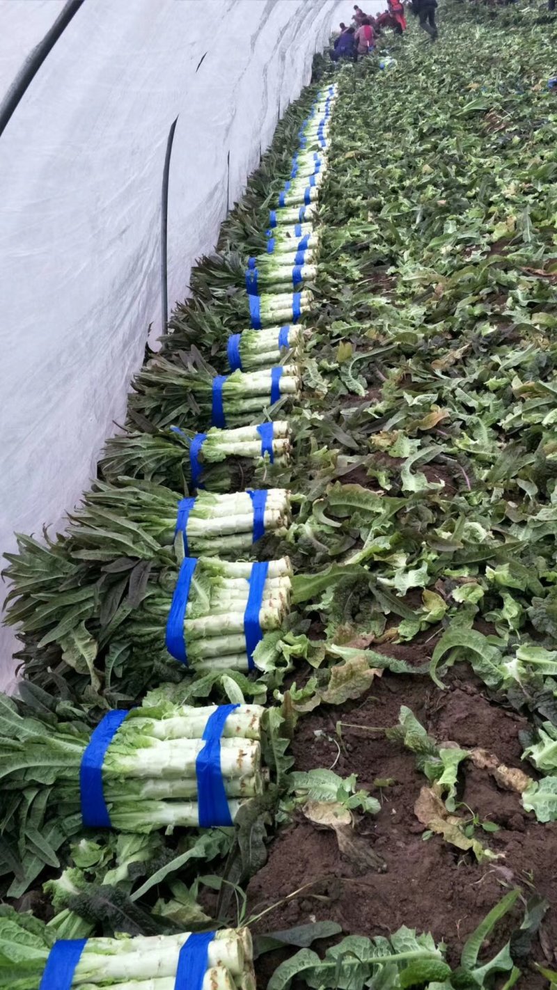 【精品】安徽莴苣福建香莴笋无空心无起苔可规格看货货源充足