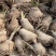 优质白术《一手货源》经营各种中药材一级货二级货都有！