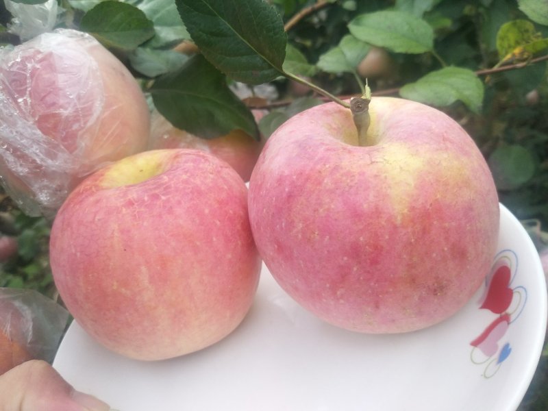 高品质红富士苹果🍎，现已上市！需要的赶快预订了！