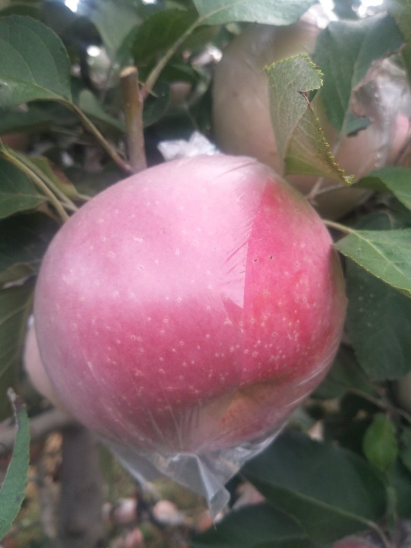 高品质红富士苹果🍎，现已上市！需要的赶快预订了！