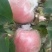 高品质红富士苹果🍎，现已上市！需要的赶快预订了！