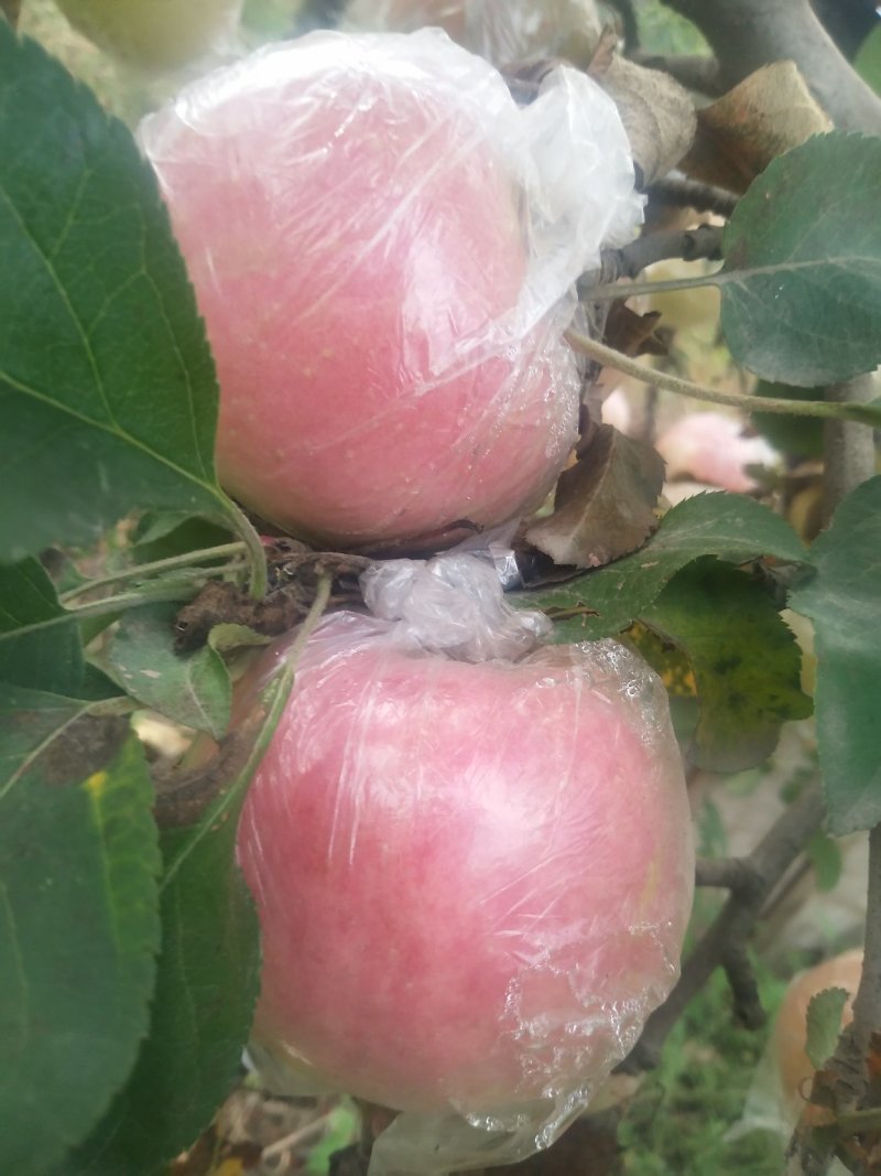 高品质红富士苹果🍎，现已上市！需要的赶快预订了！