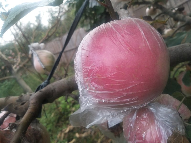 高品质红富士苹果🍎，现已上市！需要的赶快预订了！