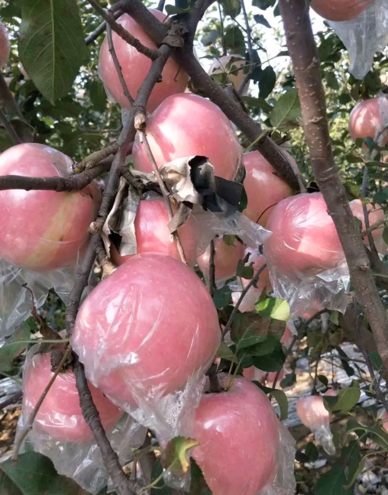 高品质红富士苹果🍎，现已上市！需要的赶快预订了！