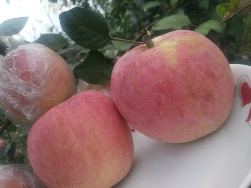 高品质红富士苹果🍎，现已上市！需要的赶快预订了！