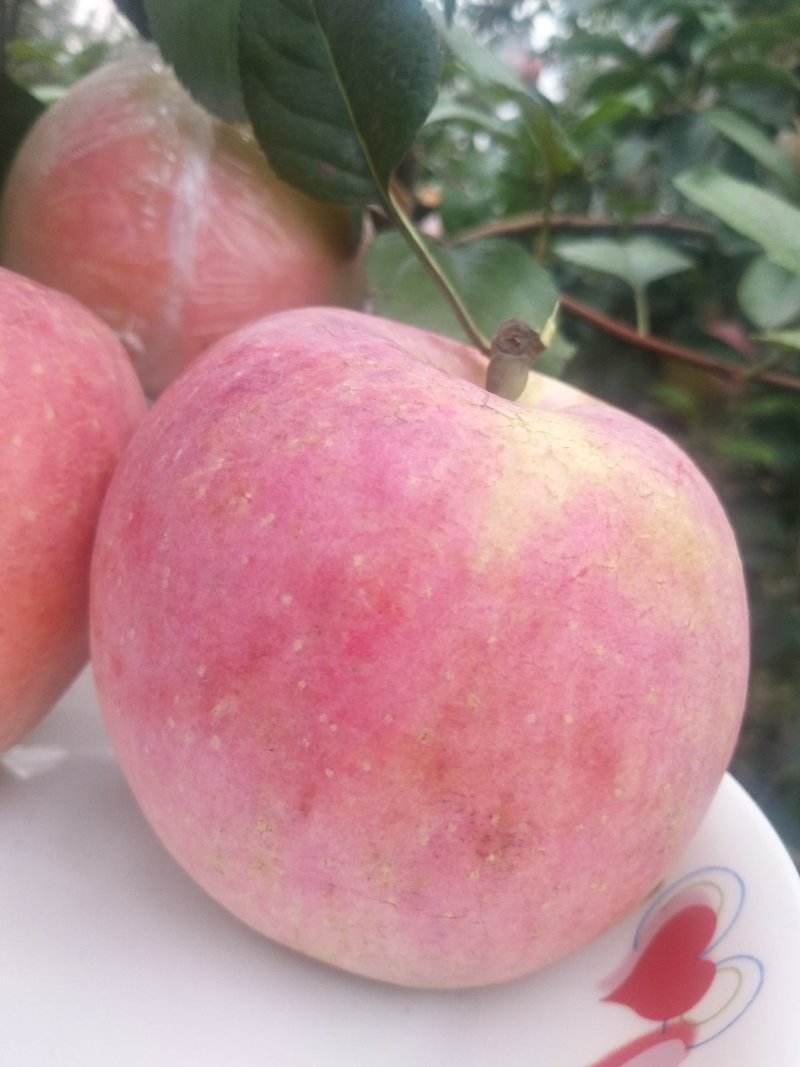 高品质红富士苹果🍎，现已上市！需要的赶快预订了！