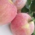 高品质红富士苹果🍎，现已上市！需要的赶快预订了！