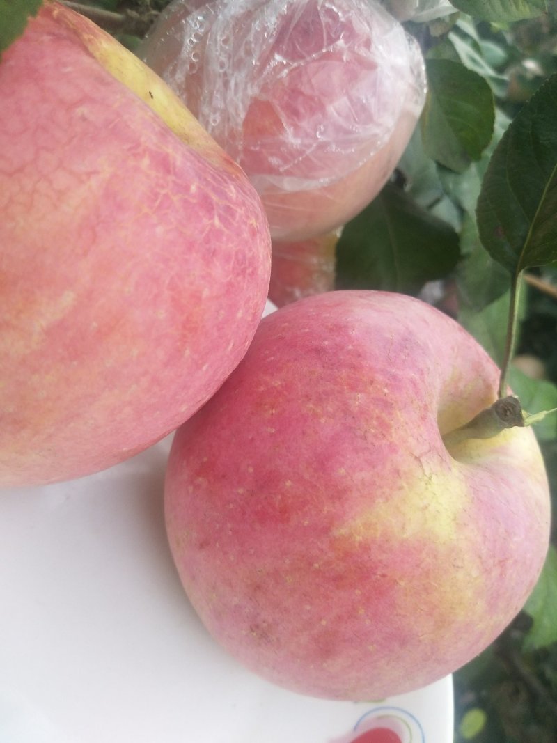 高品质红富士苹果🍎，现已上市！需要的赶快预订了！