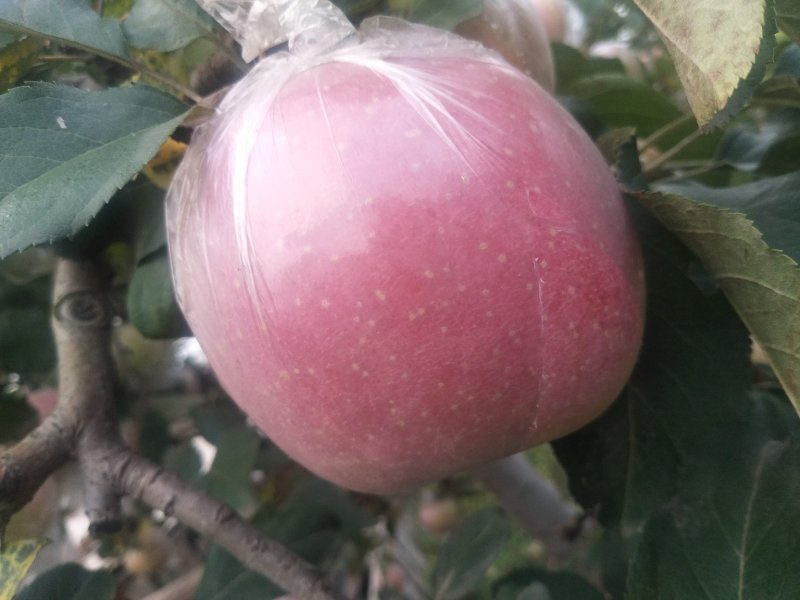 高品质红富士苹果🍎，现已上市！需要的赶快预订了！