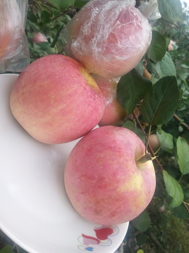 高品质红富士苹果🍎，现已上市！需要的赶快预订了！