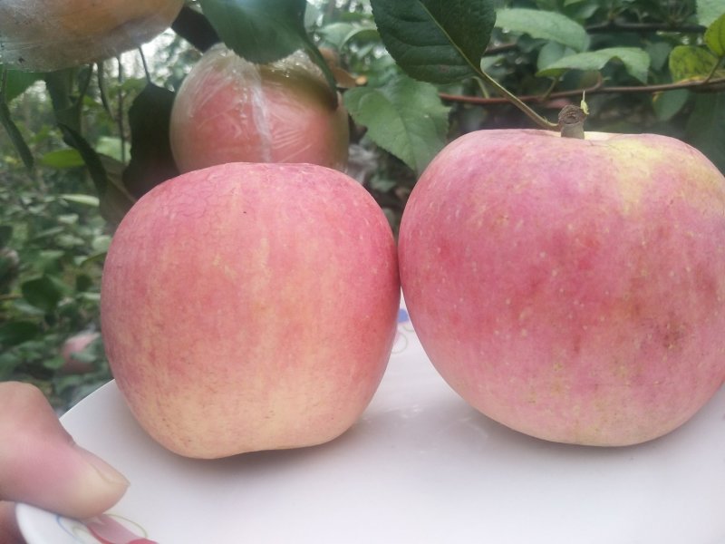 高品质红富士苹果🍎，现已上市！需要的赶快预订了！