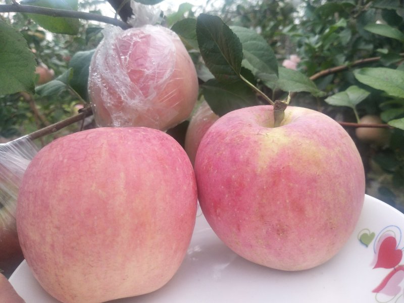 高品质红富士苹果🍎，现已上市！需要的赶快预订了！