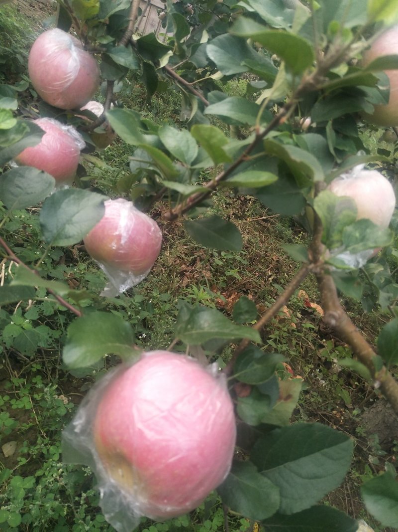 高品质红富士苹果🍎，现已上市！需要的赶快预订了！