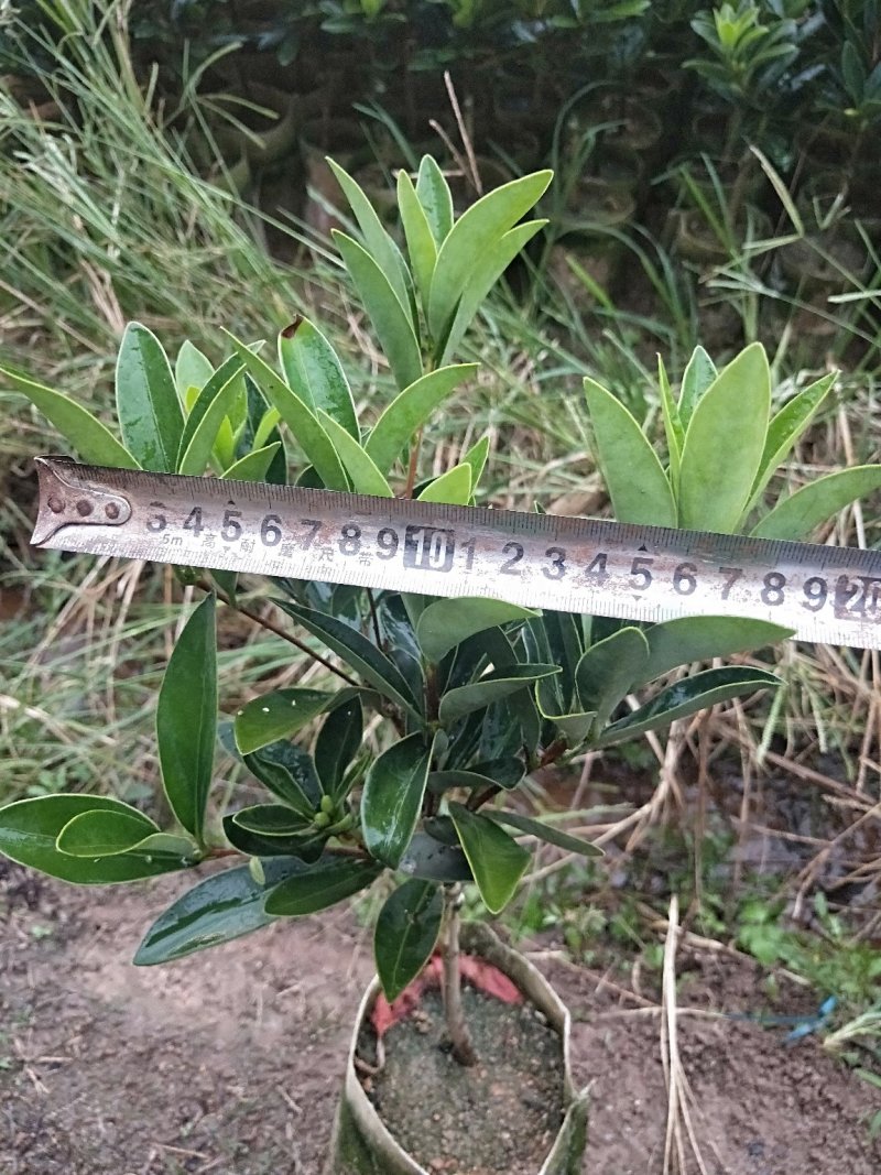 山茶花树苗四季红山茶花苗营养杯苗基地直供