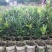 山茶花树苗四季红山茶花苗营养杯苗基地直供