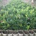 山茶花树苗四季红山茶花苗营养杯苗基地直供