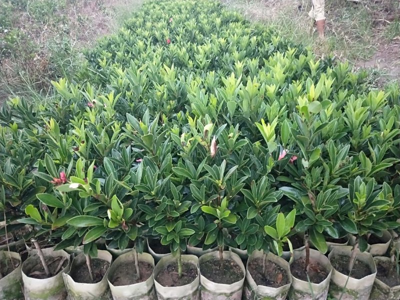 山茶花树苗四季红山茶花苗营养杯苗基地直供