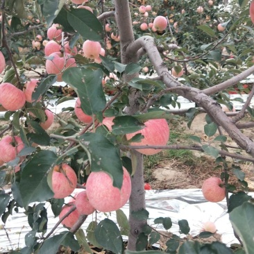 寒富苹果大量上市