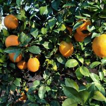 赣南脐橙库存保鲜果一级货货源大量供应一手货源