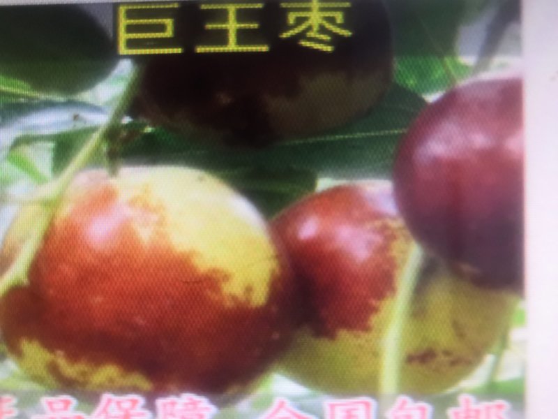 果树苗新品种清香核桃苗俄八樱桃苗法兰西西梅苗等