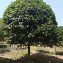 苗圃直供8-25公分桂花，高低分支桂花