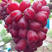 浪漫红颜葡萄苗果大无核品种纯正基地直供包品种