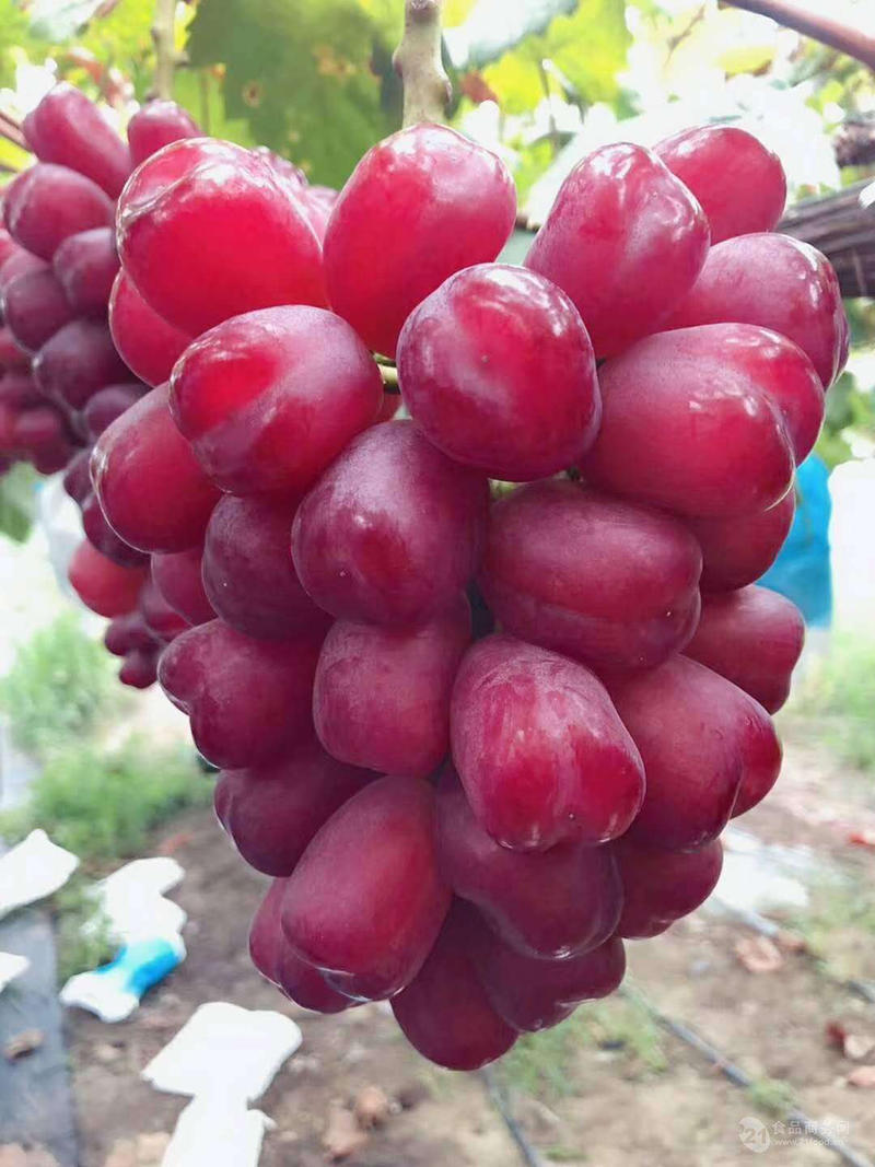 浪漫红颜葡萄苗果大无核品种纯正基地直供包品种