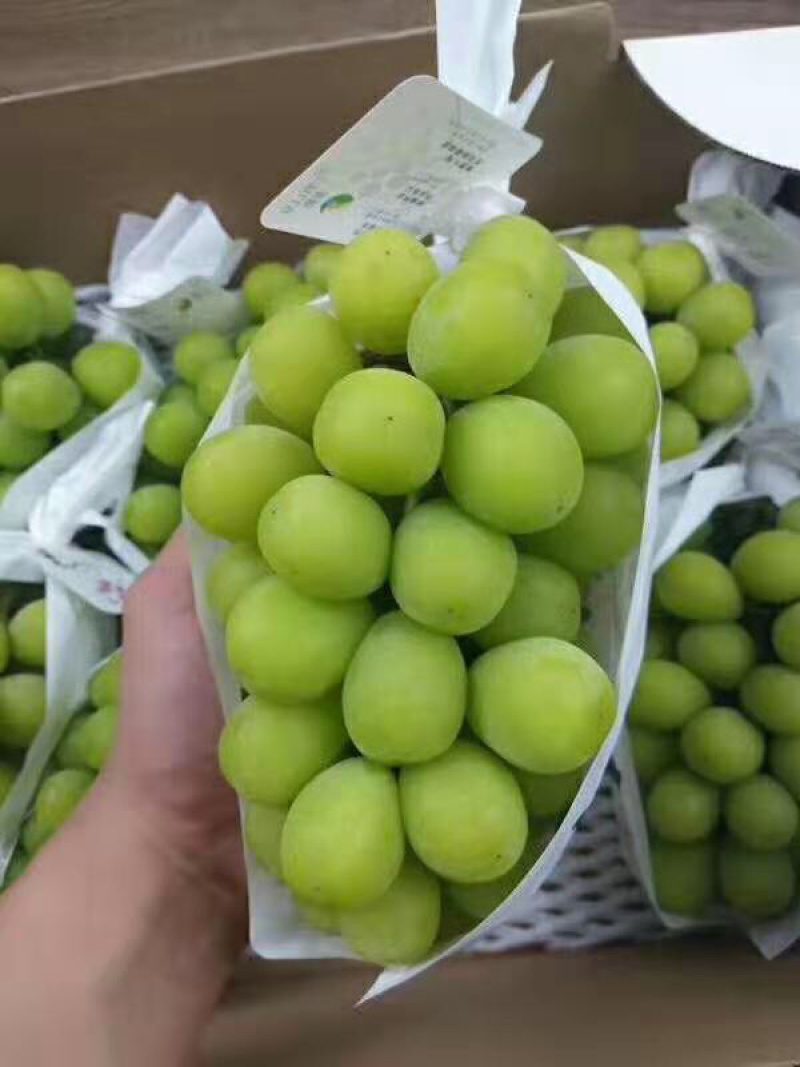 阳光玫瑰葡萄苗5bb金华葡萄苗5BB阳光玫瑰