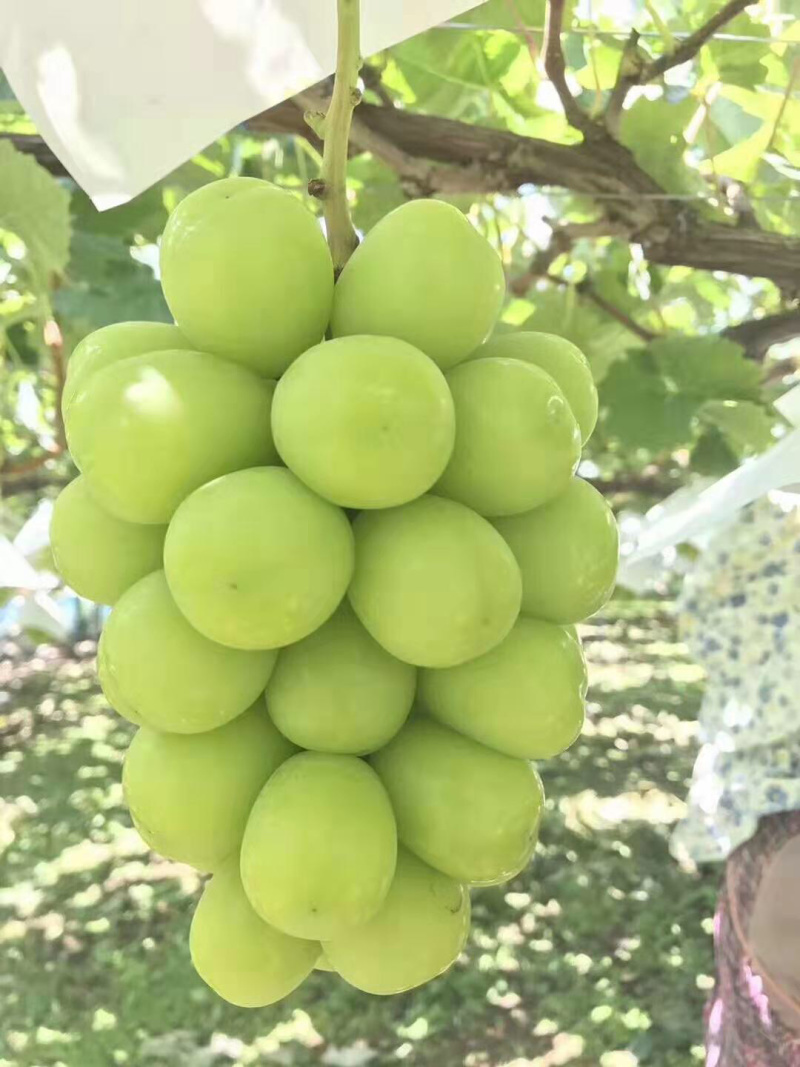 阳光玫瑰葡萄苗5bb金华葡萄苗5BB阳光玫瑰