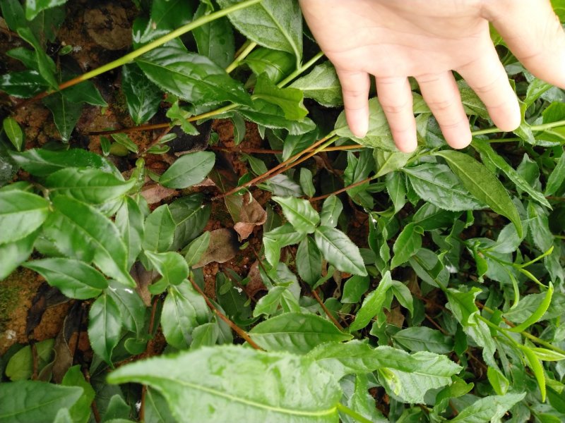 茶树苗