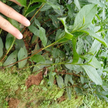 茶树苗