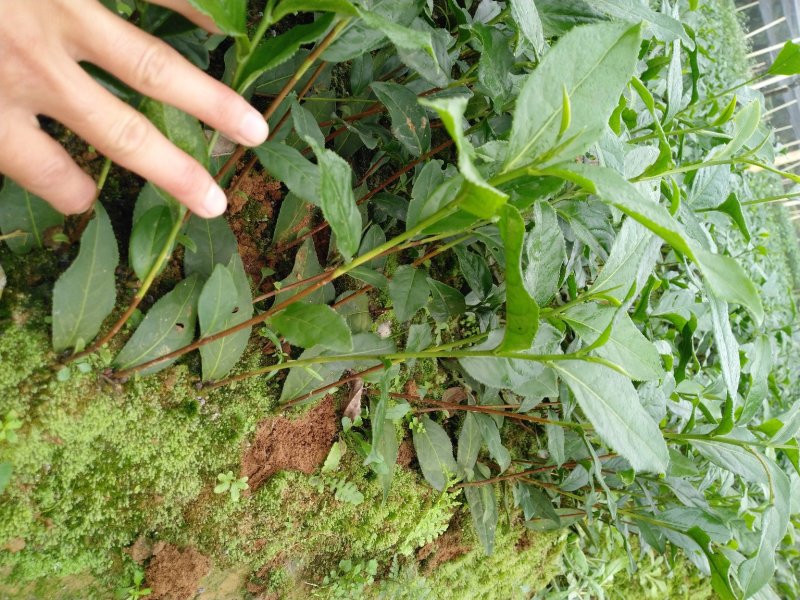 茶树苗
