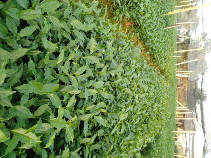 茶树苗